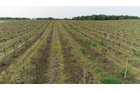 Van Buren County, Michigan farmland - LAND AUCTION - 194+/- ACRES OFFERED IN 5 TRACTS IN VAN BUREN COUNTY, MICHIGAN